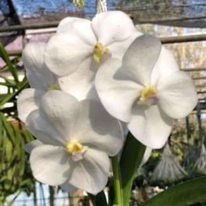 Meet your Posher, Amelyn